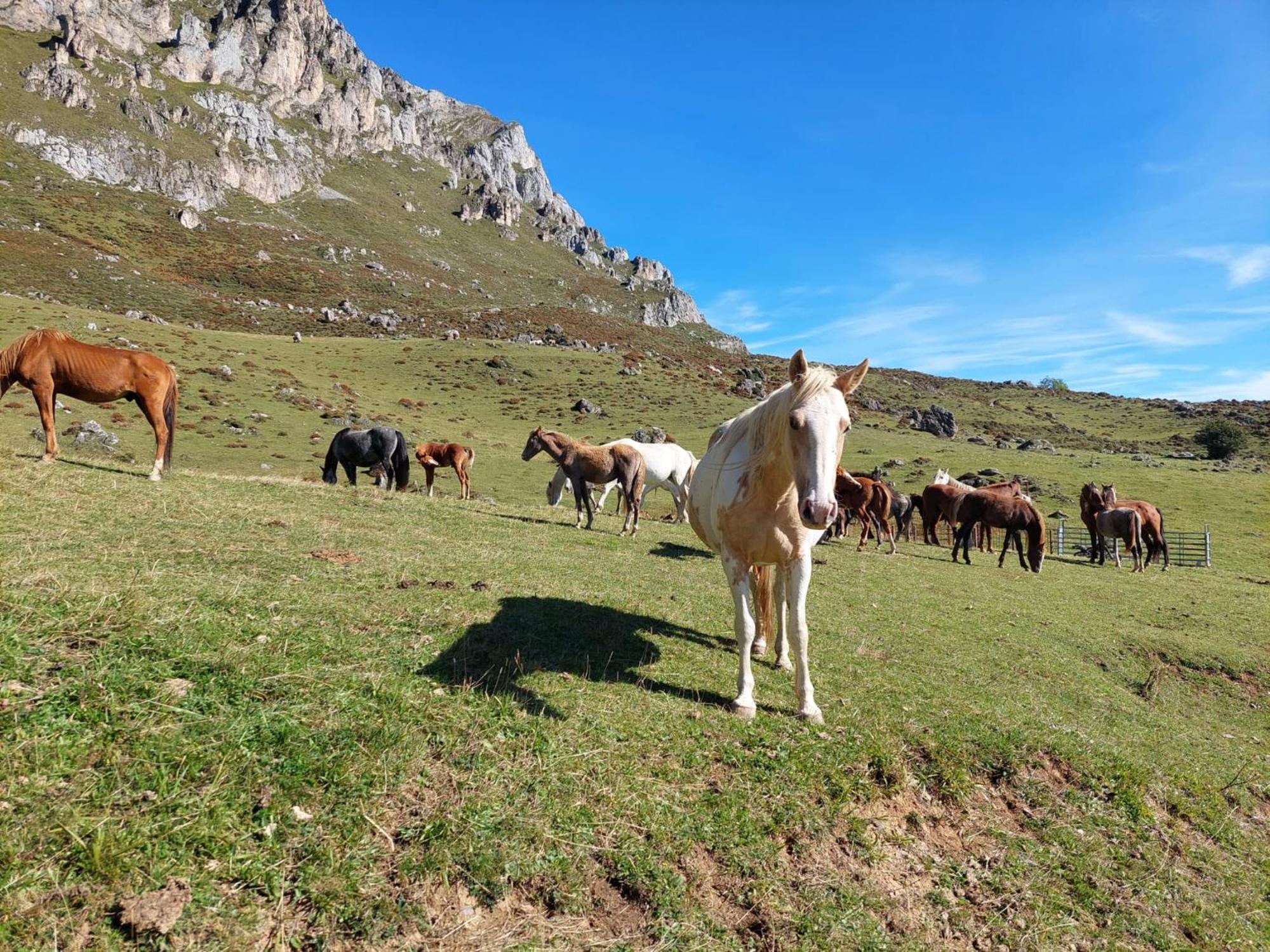 Hosteria Picos De Europa Potes Exteriér fotografie